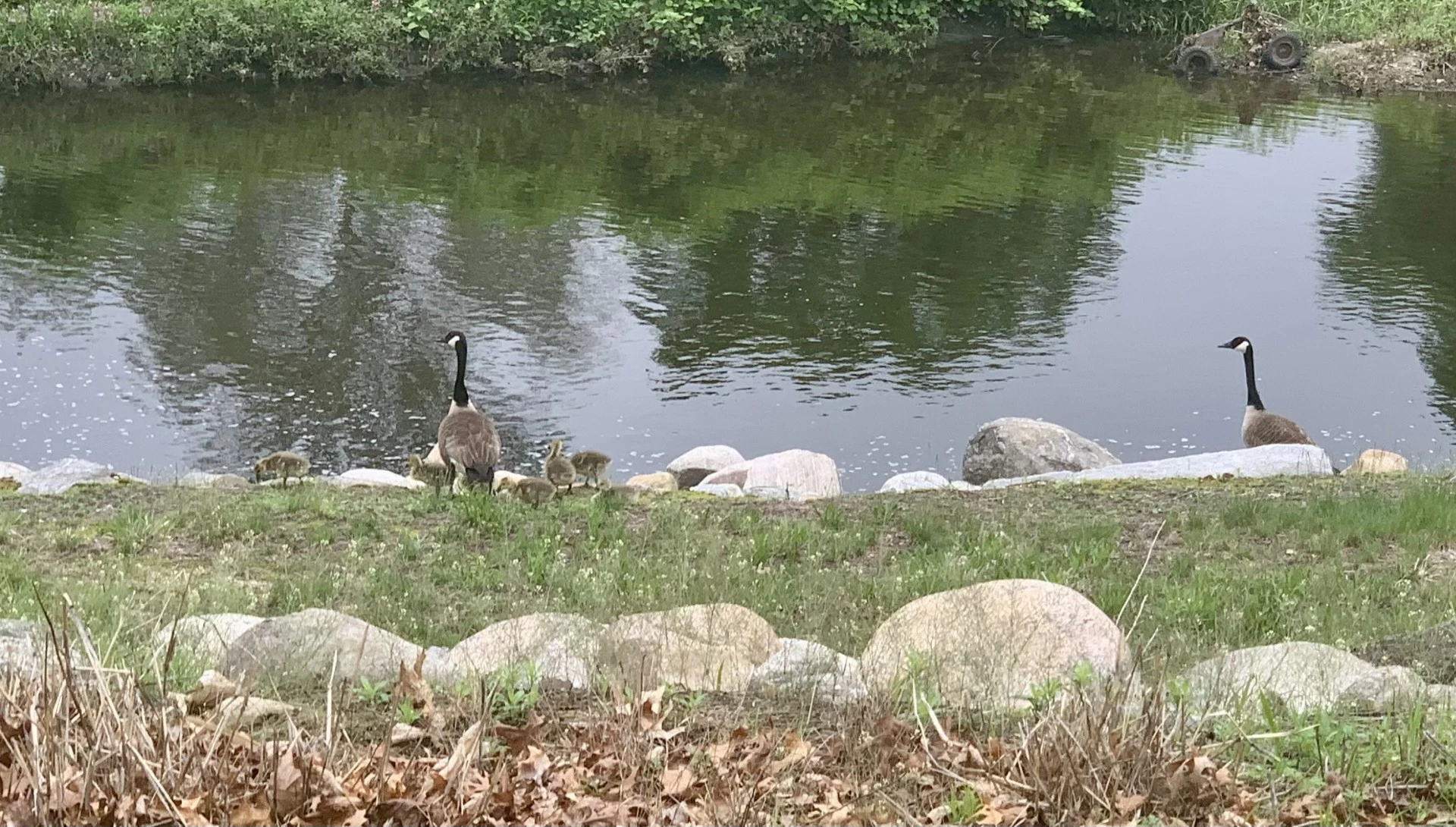 Try to Give Connecticut’s Largest Native Waterfowl Some Extra Space