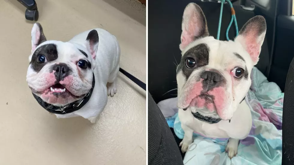 Niagara, New York SPCA Asks For Help With “Demon” Dog