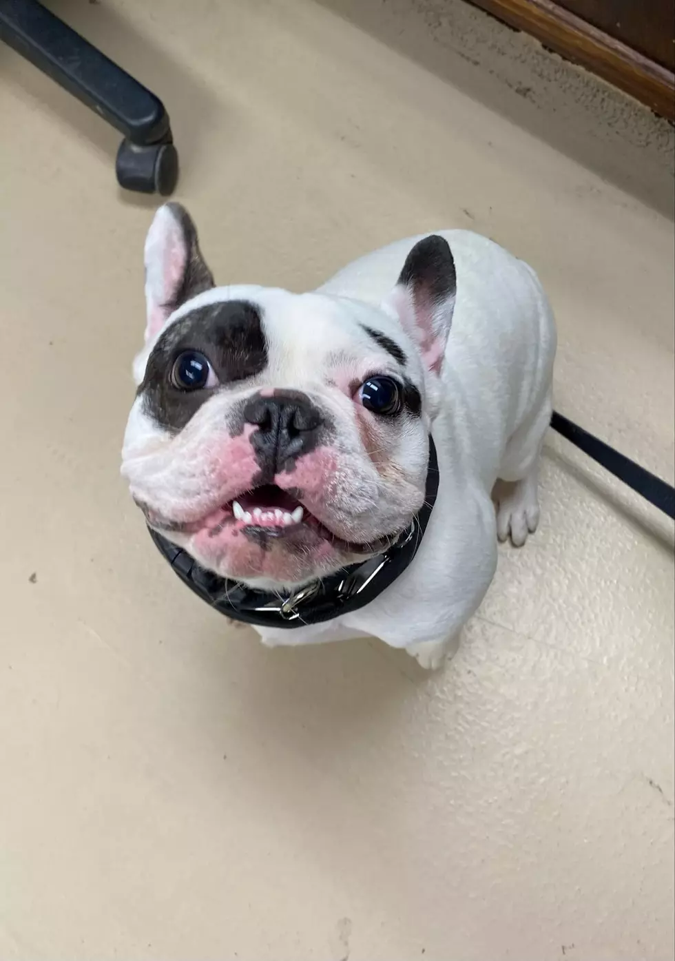 Niagara SPCA